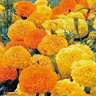 Marigold flower seeds hybrid mix multicolour ( Pack of 1000 )