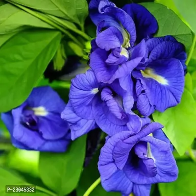 Blue butterfly pea seeds ( Pack of 12 )-thumb0