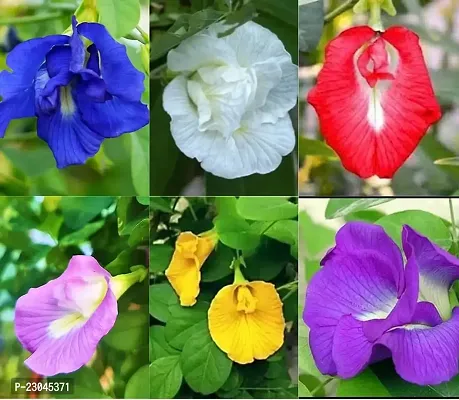 Butterfly pea flower seeds mix colour ( Pack of 12 )