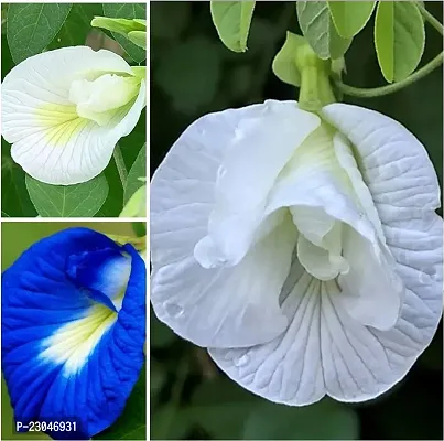 Aparajita double ( blue and white ) flower seeds ( Pack of 14 )