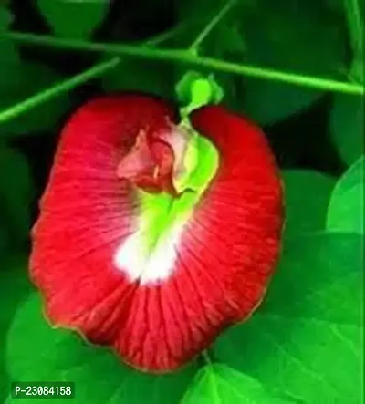 Aparajita seeds red colours ( Pack of 26 )-thumb0