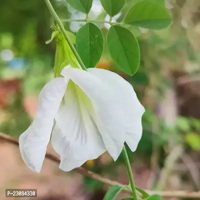 Aparajita seeds white ( Pack of 26 )-thumb0