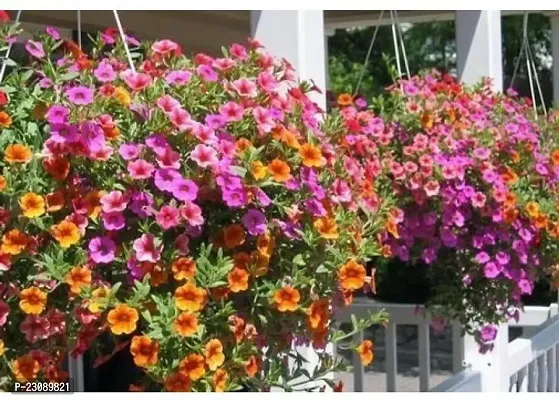 Petunia mix flower seeds  ( Pack of 20 )-thumb0
