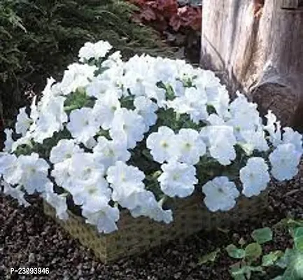 White petunia flower seeds  ( Pack of 30 )