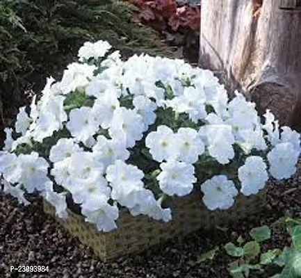 White mexican petunia seeds  ( Pack of 30 )
