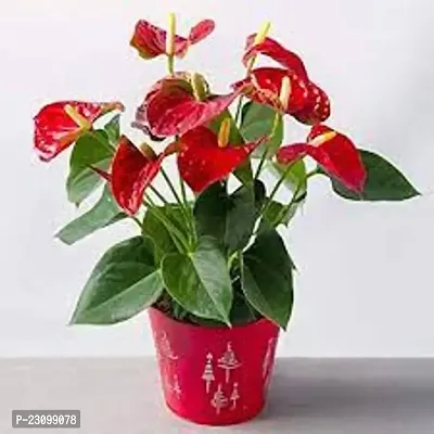 Anthurium red plant seeds  ( Pack of 10 )