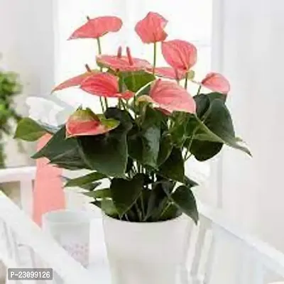 Anthurium plant seeds  ( Pack of 10 )