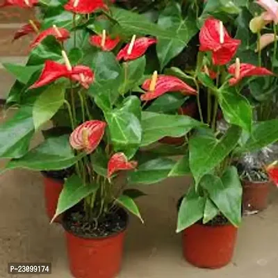 Anthurium seeds for planting  ( Pack of 10 )