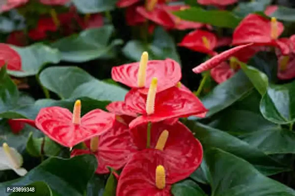Anthurium seeds for planting  ( Pack of 15 )
