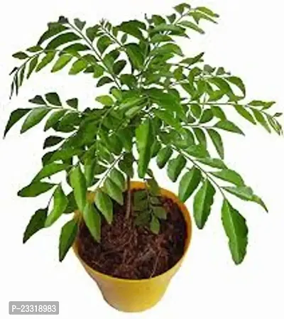Curry leaves seeds for home gardening ( Pack of 11 )