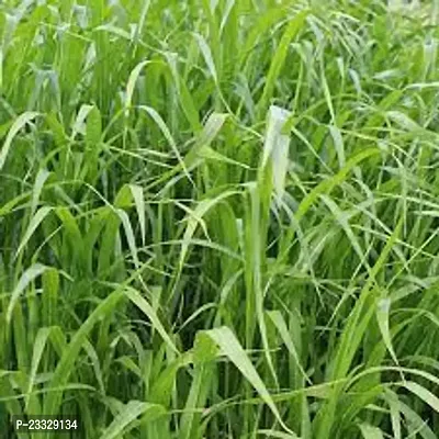 Sudan grass seed ( Pack of 1000 )