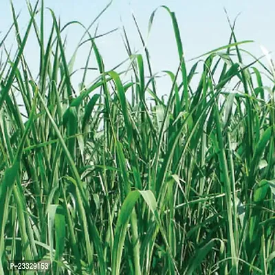 Sorghum sudan grass seeds ( Pack of 1000 )