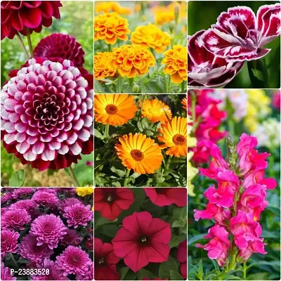 winter flower seeds pack of 50-thumb0