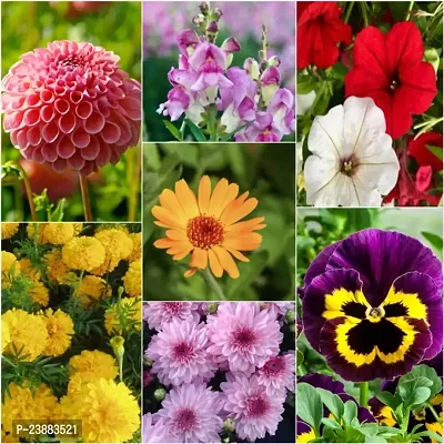 winter flower seeds for gardening pack of 50