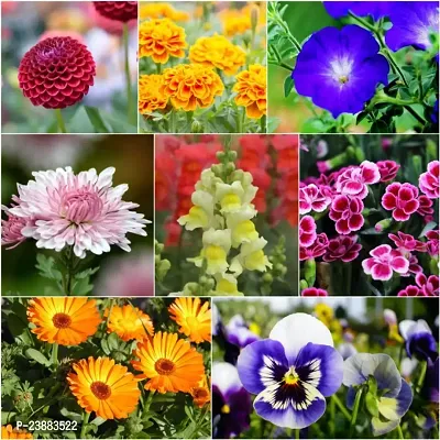 winter flower seeds for home garden pack of 50