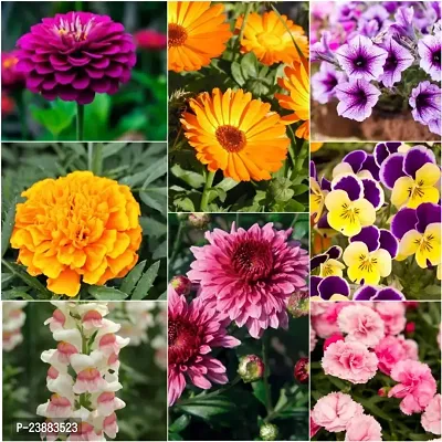 winter flower seeds hybrid pack of 50