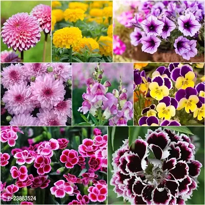 winter flower seeds combo pack pack of 50