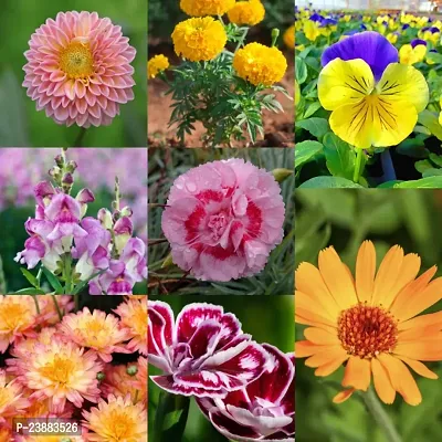 winter flower seeds mix pack of 50