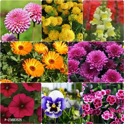 winter flower seeds combo pack of 50