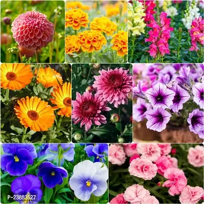 winter flower seeds for planting pack of 50