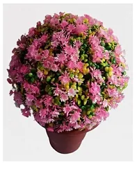 Artificial Combo of Topiary ball Pink Floral Without Pot-thumb1