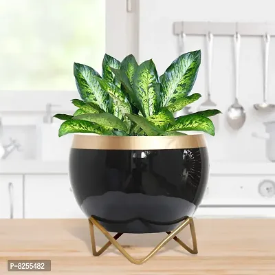 6 Inch Metal Pot with stand for Garden and Home Decor - 1 Pc