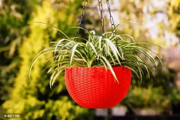 GreyFOX || High Quality 7 inch Colorful Hanging Pots with Metal Chain for Home  Garden Deacute;cor, Pack of 3 piece.-thumb3