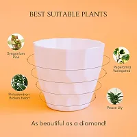 GreyFox 4 Inches Vibrant Diamond Shaped Plastic Pots. Available in Assorted Colors. Pack of 5-thumb4