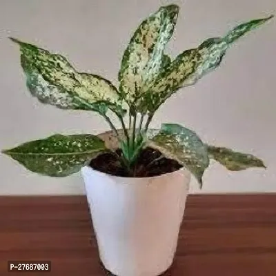 Zomoloco Snow White Aglaonema Chinese Evergree