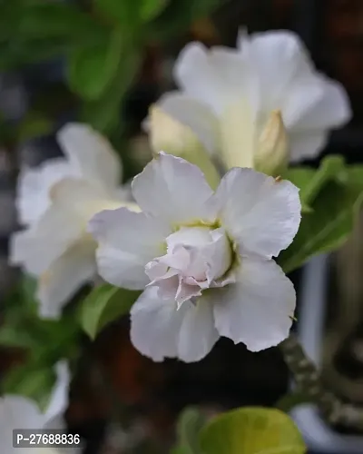 Zomoloco Air Layered Adenium Plant Live Plant Cf4