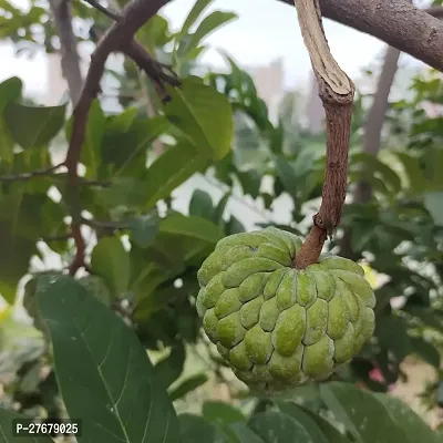 Zomoloco Custard Apple Live Plant Disha2005313-thumb0