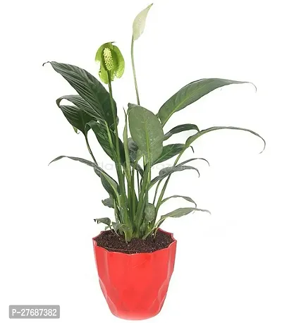 Zomoloco Peace Lily Or Spathiphyllum Live Plant Wh