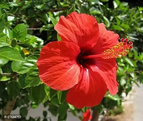 Zomoloco Red Chili Hibiscus Plant Cfa197 Hibisc-thumb0