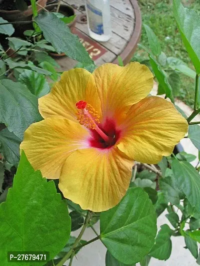 Zomoloco Hibiscus Joba Yellow In Colour Live Plan-thumb0