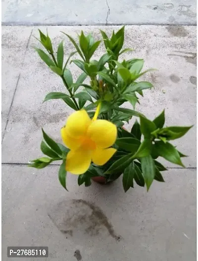 Zomoloco Mandevilla Yellow Flowers Planthybrid Pa-thumb0