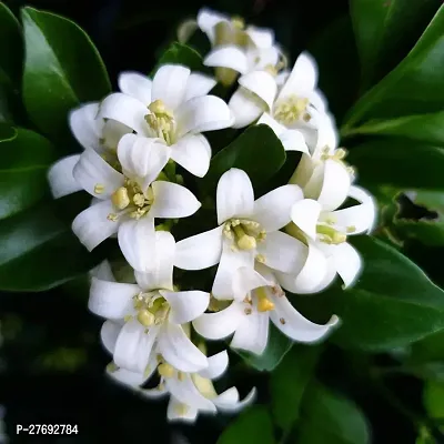 Zomoloco Murraya Paniculata Kamini Flower Plant Cf-thumb0