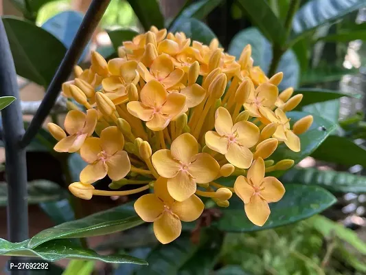 Zomoloco Trothic Ixora Chethi Yellow Plant Live Fl