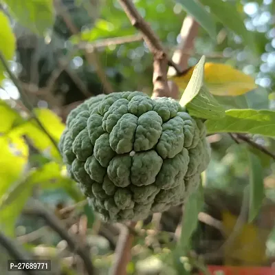 Zomoloco Custard Apple Plant Cf00101 Custard App-thumb0