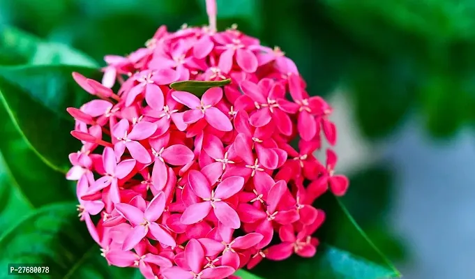 Zomoloco Trothic Ixora Chethi Red Plant Live Flowe-thumb0