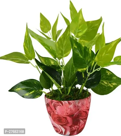 Zomoloco Money Plant M0015 Money Plant