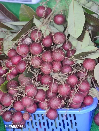 Zomoloco Rare Dwarf Red Longan Fruit Plant Thaila-thumb0