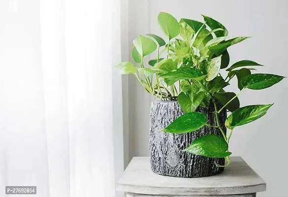 Zomoloco Money Plant Indoor Plant With Air Purifyi-thumb0