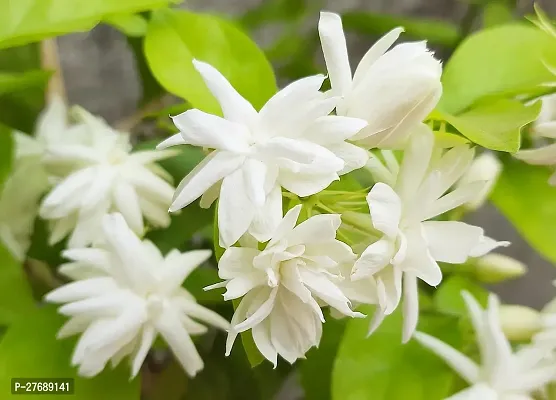 Zomoloco Arabian Jasmine Double Petal Live Flower