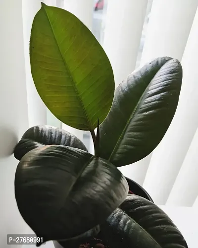 Zomoloco Live Rubber Plant For Indoor Home Decorat-thumb0