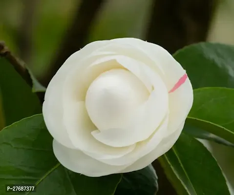 Zomoloco White Camellia Healthy Flower Plant For H