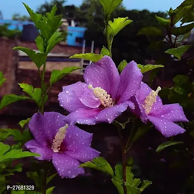 Zomoloco Hibiscus Blue Live Flower Plant Disha22