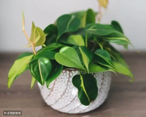 Zomoloco Philodendron Indoor Hybrid Live Plant For