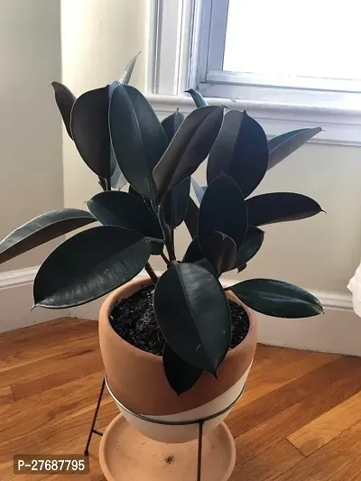 Zomoloco Live Rubber Plant Black Prince Rubber P-thumb0