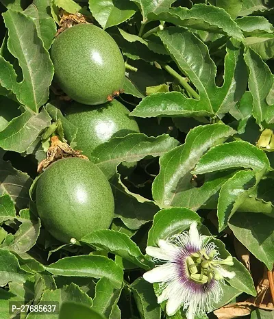 Zomoloco Air Layered Passion Fruit Plant Live Plan-thumb0