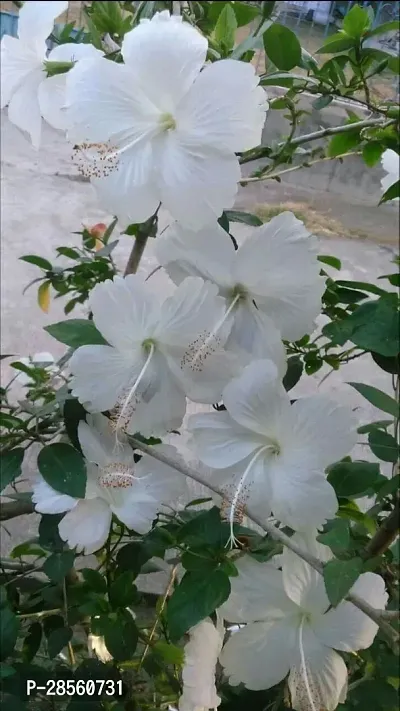 Zomoloco Hibiscus Plant white hibiscus016-thumb0